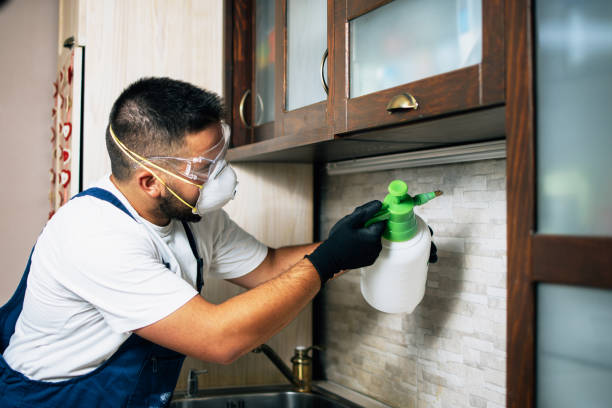 Best Flea Control Services  in Holstein, IA