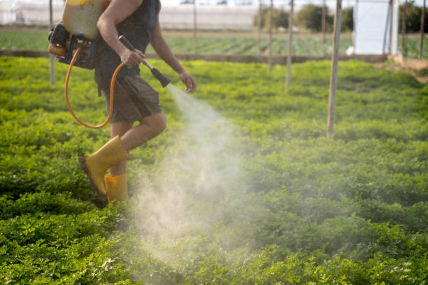 Best Ant Control Services  in Holstein, IA