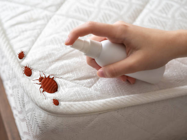 Best Pest Control for Homes  in Holstein, IA